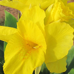 Richard Wallace Canna Bulbs Perennial Growing Bonsai Roots Rhizomes Corms Tubers Potted Planting Reblooming Fragrant Garden Species Blooms Flower Seeds Plant Gardening
