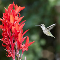 Robert Kemp Canna Bulbs Perennial Growing Bonsai Roots Rhizomes Corms Tubers Potted Planting Reblooming Fragrant Garden Species Blooms Flower Seeds Plant Gardening