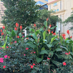 Robert Kemp Canna Bulbs Perennial Growing Bonsai Roots Rhizomes Corms Tubers Potted Planting Reblooming Fragrant Garden Species Blooms Flower Seeds Plant Gardening