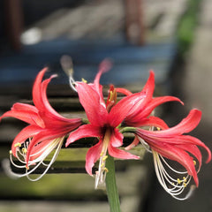 Rosado Amaryllis Hippeastrum Blooms Species Growing Bonsai Bulbs Roots Rhizomes Corms Tubers Potted Planting Reblooming Fragrant Garden Flower Seeds Plant  Size 12-16cm - Seedsplant