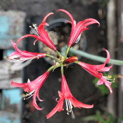Rosado Amaryllis Hippeastrum Blooms Species Growing Bonsai Bulbs Roots Rhizomes Corms Tubers Potted Planting Reblooming Fragrant Garden Flower Seeds Plant  Size 12-16cm - Seedsplant