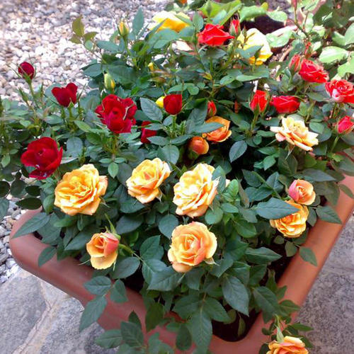 Hybrid Bride Rose Seedlings Flower Seeds Perennial Growing Bonsai Corms Tubers Potted Planting Reblooming Fragrant Garden Roots Rhizomes Species Blooms Plant Bulbs Gardening Tree