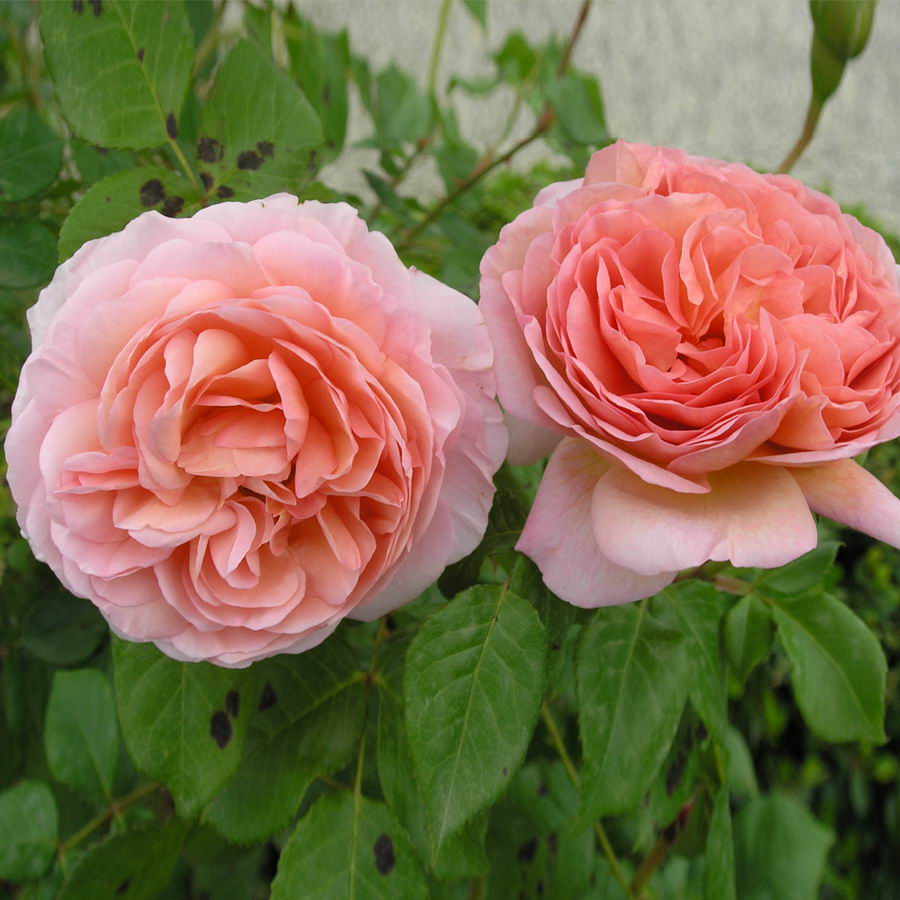 Derbe Rosa Derby Rose Seedlings Flower Seeds Perennial Growing Bonsai Corms Tubers ...