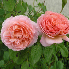 Derby Rose Seedlings Flower Seeds Perennial Growing Bonsai Corms Tubers Potted Planting Reblooming Fragrant Garden Roots Rhizomes Species Blooms Plant Bulbs Gardening Tree