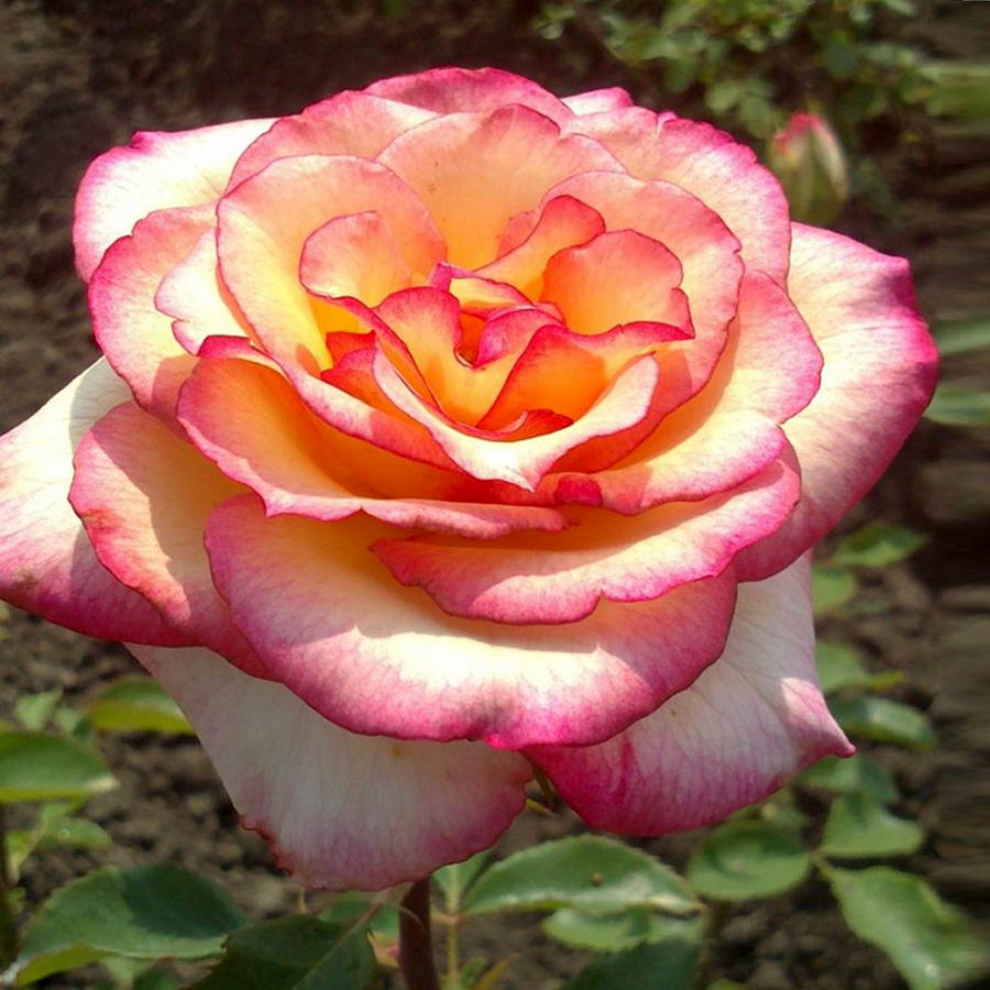 Hybrid Rose Seedlings Flower Seeds Perennial Growing Bonsai Corms Tubers Potted Planting Reblooming Fragrant Garden Roots Rhizomes Species Blooms Plant Bulbs Gardening Tree