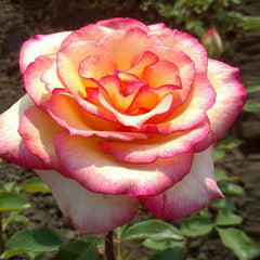 Hybrid Rose Seedlings Flower Seeds Perennial Growing Bonsai Corms Tubers Potted Planting Reblooming Fragrant Garden Roots Rhizomes Species Blooms Plant Bulbs Gardening Tree