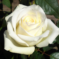 White Bush Rose Seedlings Flower Seeds Perennial Growing Bonsai Corms Tubers Potted Planting Reblooming Fragrant Garden Roots Rhizomes Species Blooms Plant Bulbs Gardening Tree