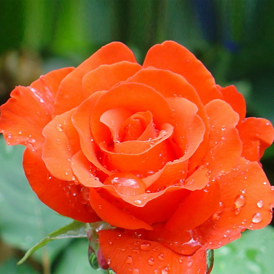Orange Hybrid Rose Seedlings Flower Seeds Perennial Growing Bonsai Corms Tubers Potted Planting Reblooming Fragrant Garden Roots Rhizomes Species Blooms Plant Bulbs Gardening Tree