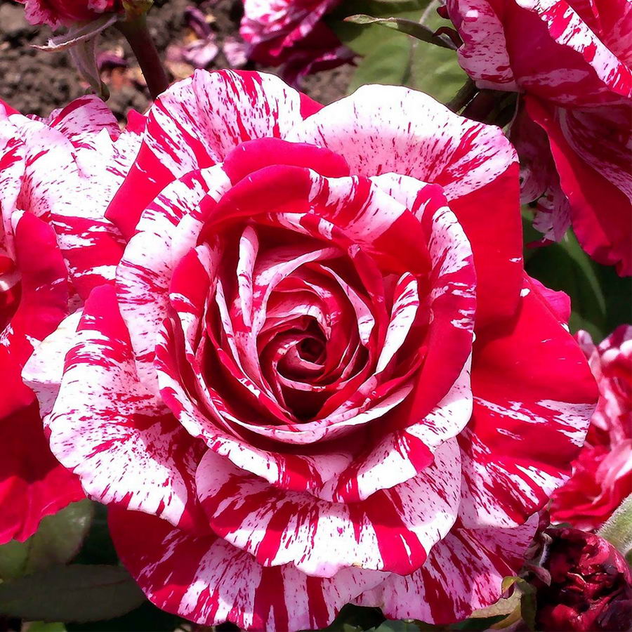 Arrow Folies Rose Seedlings Flower Seeds Perennial Growing Bonsai Corms Tubers Potted Planting Reblooming Fragrant Garden Roots Rhizomes Species Blooms Plant Bulbs Gardening Tree - Seedsplant