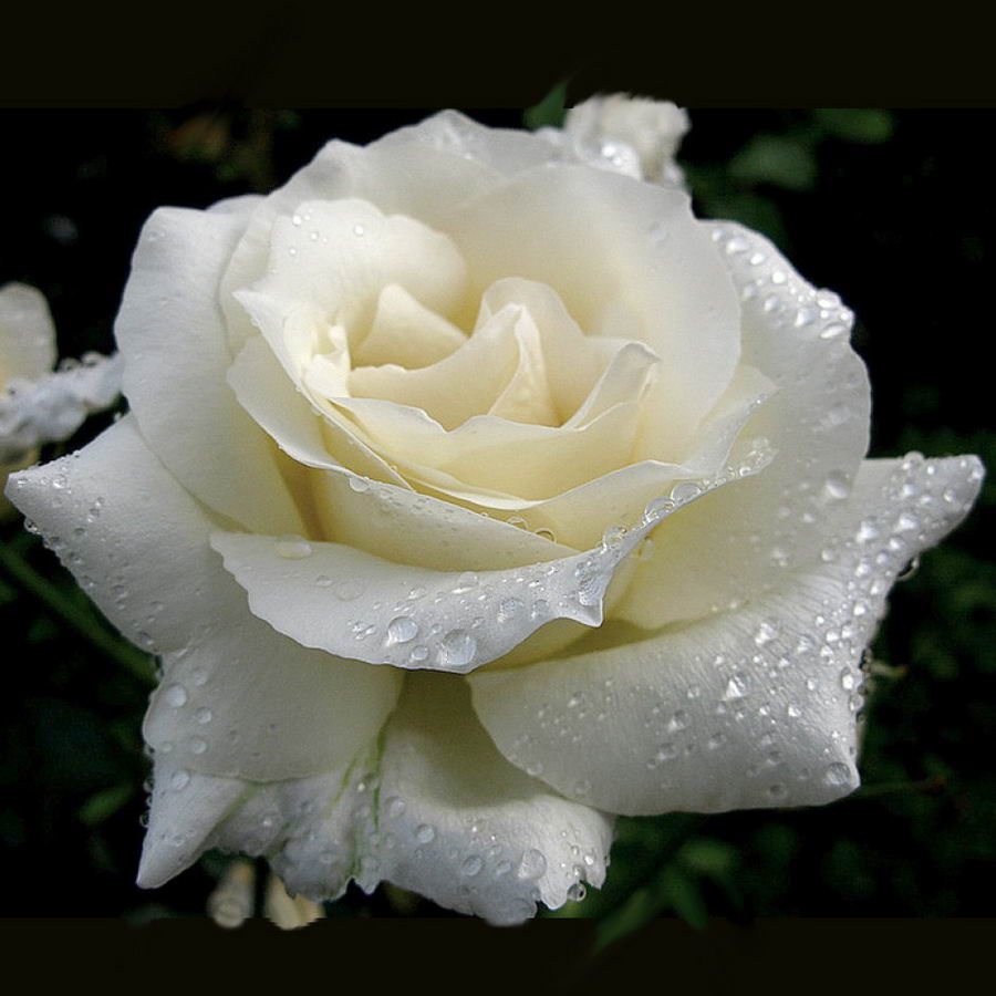 Polar Bear Rose Seedlings Flower Seeds Perennial Growing Bonsai Corms Tubers Potted Planting Reblooming Fragrant Garden Roots Rhizomes Species Blooms Plant Bulbs Gardening Tree