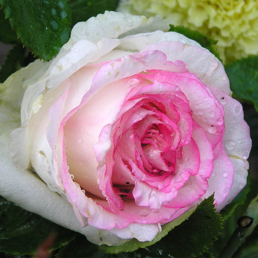 Light Pink Rose Seedlings Flower Seeds Perennial Growing Bonsai Corms Tubers Potted Planting Reblooming Fragrant Garden Roots Rhizomes Species Blooms Plant Bulbs Gardening Tree