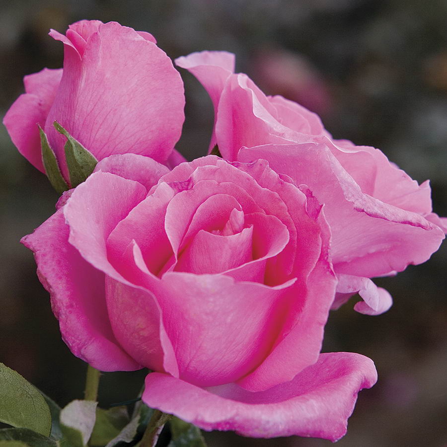 Europa Rose Seedlings Flower Seeds Perennial Growing Bonsai Corms Tubers Potted Planting Reblooming Fragrant Garden Roots Rhizomes Species Blooms Plant Bulbs Gardening Tree
