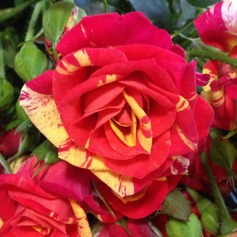 Fireflush Rose Seedlings Flower Seeds Perennial Growing Bonsai Corms Tubers Potted Planting Reblooming Fragrant Garden Roots Rhizomes Species Blooms Plant Bulbs Gardening Tree