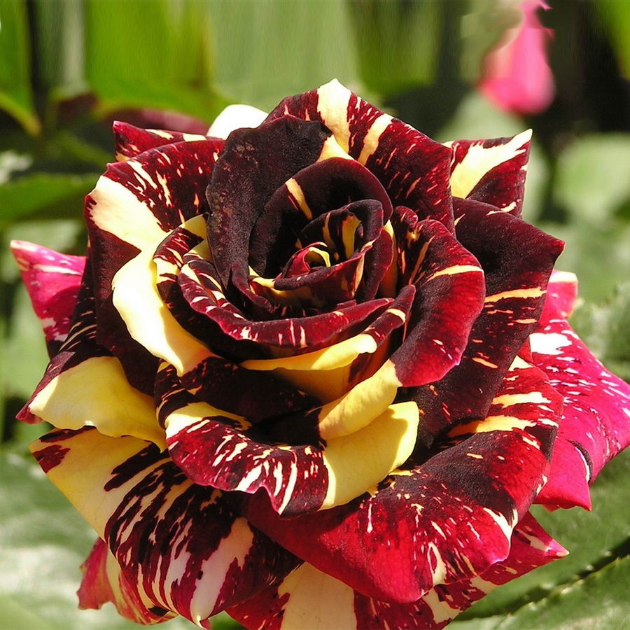 Rainbow Rose Seedlings Flower Seeds Perennial Growing Bonsai Corms Tubers Potted Planting Reblooming Fragrant Garden Roots Rhizomes Species Blooms Plant Bulbs Gardening Tree