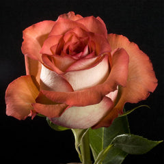 Guinness Rose Seedlings Flower Seeds Perennial Growing Bonsai Corms Tubers Potted Planting Reblooming Fragrant Garden Roots Rhizomes Species Blooms Plant Bulbs Gardening Tree - Seedsplant