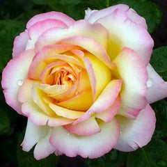 Gloria Rose Seedlings Flower Seeds Perennial Growing Bonsai Corms Tubers Potted Planting Reblooming Fragrant Garden Roots Rhizomes Species Blooms Plant Bulbs Gardening Tree