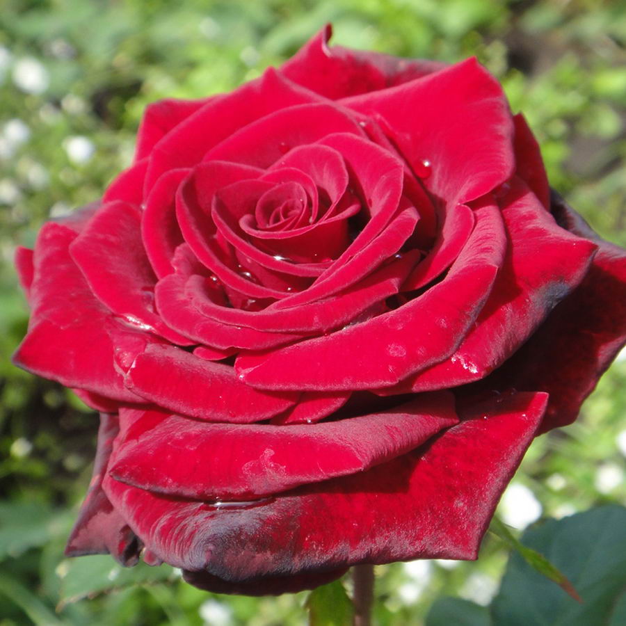Party Rose Plant Seedlings Flower Seeds Perennial Growing Bonsai Corms Tubers Potted Planting Reblooming Fragrant Garden Roots Rhizomes Species Blooms Bulbs Gardening Tree