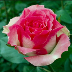 Camellia Rose Seedlings Flower Seeds Perennial Growing Bonsai Corms Tubers Potted Planting Reblooming Fragrant Garden Roots Rhizomes Species Blooms Plant Bulbs Gardening Tree