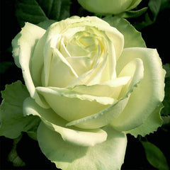 Green Girl Rose Seedlings Flower Seeds Perennial Growing Bonsai Corms Tubers Potted Planting Reblooming Fragrant Garden Roots Rhizomes Species Blooms Plant Bulbs Gardening Tree - Seedsplant