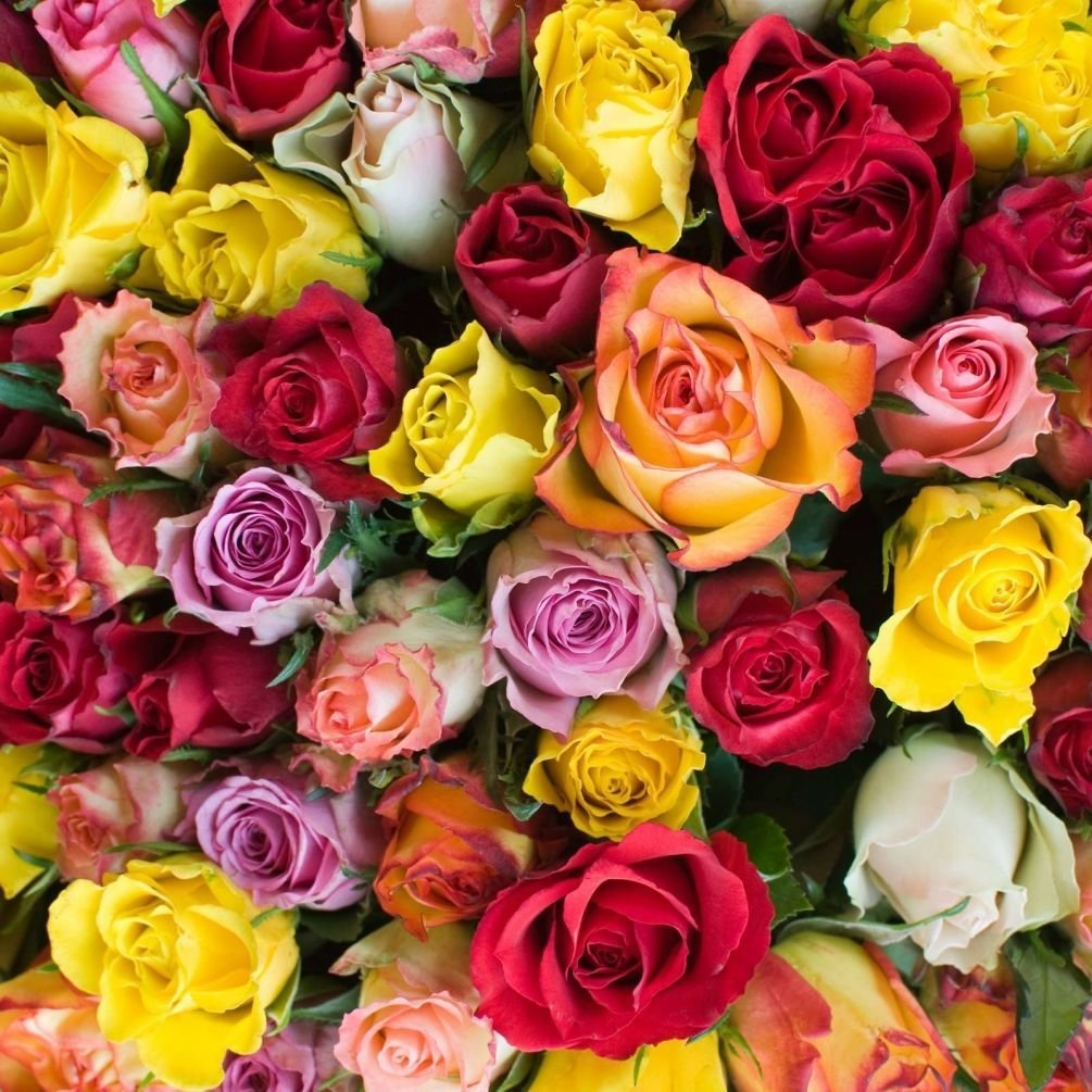 Max Rose Seedlings Flower Seeds Perennial Growing Bonsai Corms Tubers Potted Planting Reblooming Fragrant Garden Roots Rhizomes Species Blooms Plant Bulbs Gardening Tree