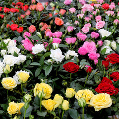 Cordana Rose Seedlings Flower Seeds Perennial Growing Bonsai Corms Tubers Potted Planting Reblooming Fragrant Garden Roots Rhizomes Species Blooms Plant Bulbs Gardening Tree