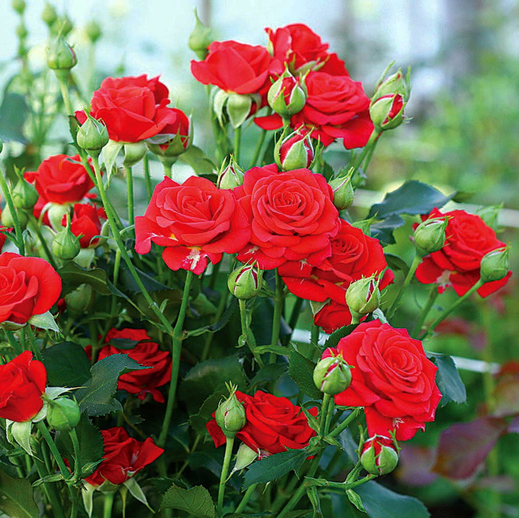 Mirabel Rose Seedlings Flower Seeds Perennial Growing Bonsai Corms Tubers  Potted Planting Reblooming Fragrant Garden Roots Rhizomes Species Blooms  Plant Bulbs Gardening Tree | Seedsplant