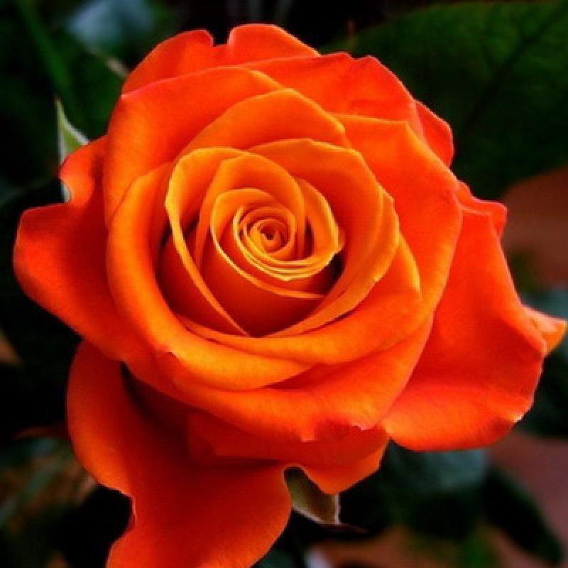 Hybrid Monica Rose Plant Seedlings Flower Seeds Perennial Growing Bonsai Corms Tubers Potted Planting Reblooming Fragrant Garden Roots Rhizomes Species Blooms Bulbs Gardening Tree