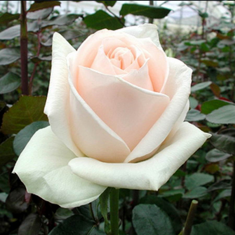 Clare Ocean Rose Seedlings Flower Seeds Perennial Growing Bonsai Corms Tubers Potted Planting Reblooming Fragrant Garden Roots Rhizomes Species Blooms Plant Bulbs Gardening Tree - Seedsplant