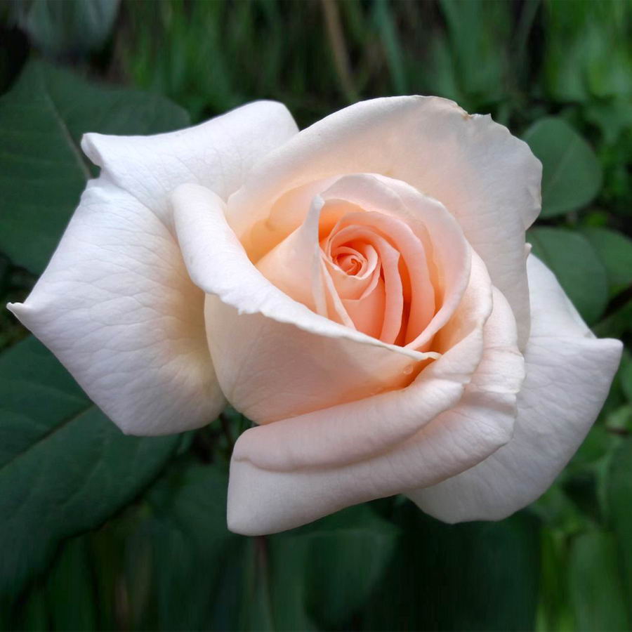 Cheap Camellia Rose Plant Seedlings Flower Seeds Perennial Growing Bonsai Corms Tubers Potted Planting Reblooming Fragrant Garden Roots Rhizomes Species Blooms Bulbs Gardening Tree