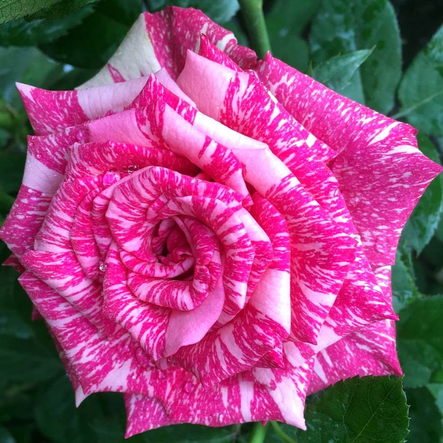 Pink Intusichen Rose Seedlings Flower Seeds Perennial Growing Bonsai Corms Tubers Potted Planting Reblooming Fragrant Garden Roots Rhizomes Species Blooms Plant Bulbs Gardening Tree
