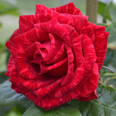Red Intuitive Rose Seedlings Flower Seeds Perennial Growing Bonsai Corms Tubers Potted Planting Reblooming Fragrant Garden Roots Rhizomes Species Blooms Plant Bulbs Gardening Tree