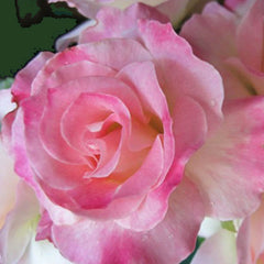 Hybrid Deposit Rose Seedlings Flower Seeds Perennial Growing Bonsai Corms Tubers Potted Planting Reblooming Fragrant Garden Roots Rhizomes Species Blooms Plant Bulbs Gardening Tree - Seedsplant