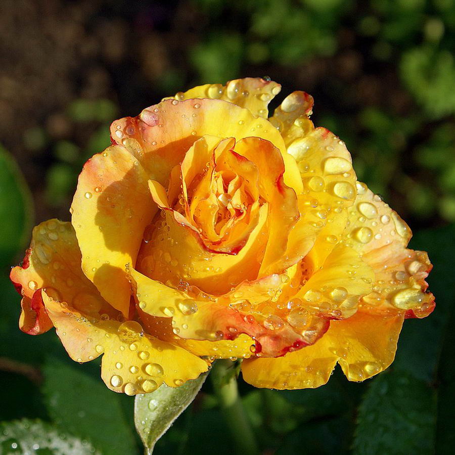 Hot Sell Rose Seedlings Flower Seeds Perennial Growing Bonsai Corms Tubers Potted Planting Reblooming Fragrant Garden Roots Rhizomes Species Blooms Plant Bulbs Gardening Tree - Seedsplant