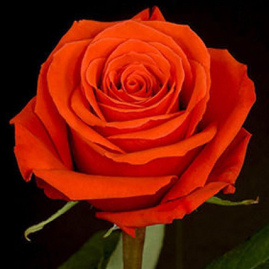 Star Something Roses Hybrid Star Rose Seedlings Flower Seeds Perennial Growing Bonsai Corms ...