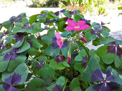 Iron Cross Oxalis Bulbs Wood Sorrel Shamrock Perennial Growing Bonsai Roots Rhizomes Corms Tubers Potted Planting Reblooming Fragrant Garden Species Blooms Flower Seeds Plant Gardening
