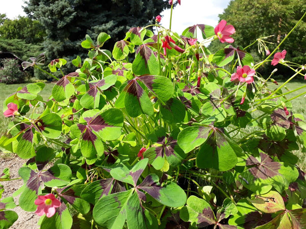 Iron Cross Oxalis Bulbs Wood Sorrel Shamrock Perennial Growing Bonsai Roots Rhizomes Corms Tubers Potted Planting Reblooming Fragrant Garden Species Blooms Flower Seeds Plant Gardening