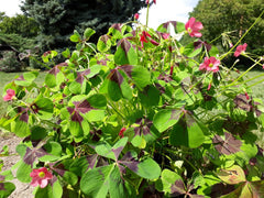 Iron Cross Oxalis Bulbs Wood Sorrel Shamrock Perennial Growing Bonsai Roots Rhizomes Corms Tubers Potted Planting Reblooming Fragrant Garden Species Blooms Flower Seeds Plant Gardening