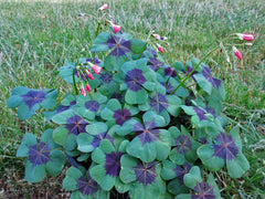 Iron Cross Oxalis Bulbs Wood Sorrel Shamrock Perennial Growing Bonsai Roots Rhizomes Corms Tubers Potted Planting Reblooming Fragrant Garden Species Blooms Flower Seeds Plant Gardening