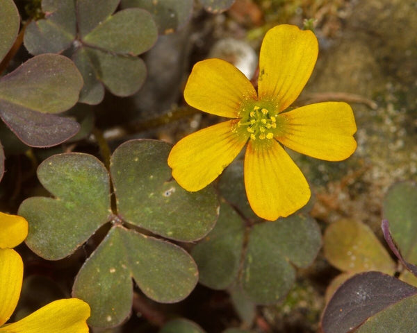 Covers Oxalis Bulbs Wood Sorrel Shamrock Perennial Growing Bonsai Roots Rhizomes Corms Tubers Potted Planting Reblooming Fragrant Garden Species Blooms Flower Seeds Plant Gardening