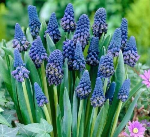 Queens Honor Grape Hyacinth Bulbs Blooms Species Growing Bonsai Roots Rhizomes Corms Tubers Potted Planting Reblooming Fragrant Garden Flower Seeds Plant Gardening