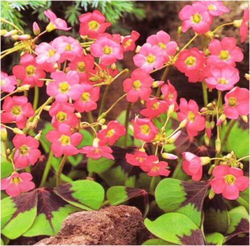 Clover Leaf Iron Cross Oxalis Bulbs Wood Sorrel Shamrock Perennial Growing Bonsai Roots Rhizomes Corms Tubers Potted Planting Reblooming Fragrant Garden Species Blooms Flower Seeds Plant Gardening