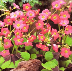 Clover Leaf Iron Cross Oxalis Bulbs Wood Sorrel Shamrock Perennial Growing Bonsai Roots Rhizomes Corms Tubers Potted Planting Reblooming Fragrant Garden Species Blooms Flower Seeds Plant Gardening