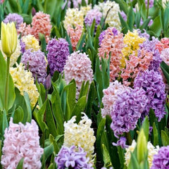Spanish Bluebell Dainty Maid Hyacinth Bulbs Blooms Species Growing Bonsai Roots Rhizomes Corms Tubers Potted Planting Reblooming Fragrant Garden Flower Seeds Plant Gardening Grape Hyacinth
