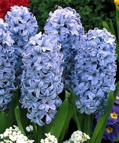 Delft Blue Spring Hyacinth Bulbs Blooms Species Growing Bonsai Roots Rhizomes Corms Tubers Potted Planting Reblooming Fragrant Garden Flower Seeds Plant Gardening