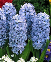 Delft Blue Spring Hyacinth Bulbs Blooms Species Growing Bonsai Roots Rhizomes Corms Tubers Potted Planting Reblooming Fragrant Garden Flower Seeds Plant Gardening
