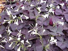 Triangularis Purpurea Oxalis Bulbs Wood Sorrel Shamrock Perennial Growing Bonsai Roots Rhizomes Corms Tubers Potted Planting Reblooming Fragrant Garden Species Blooms Flower Seeds Plant Gardening