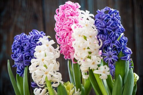 Colorful Great Hyacinth Bulbs Blooms Species Growing Bonsai Roots Rhizomes Corms Tubers Potted Planting Reblooming Fragrant Garden Flower Seeds Plant Gardening