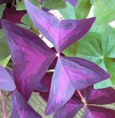 Triangularis Purpurea Oxalis Bulbs Wood Sorrel Shamrock Perennial Growing Bonsai Roots Rhizomes Corms Tubers Potted Planting Reblooming Fragrant Garden Species Blooms Flower Seeds Plant Gardening