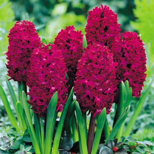 Red Prins Hyacinth Bulbs Blooms Species Growing Bonsai Roots Rhizomes Corms Tubers Potted Planting Reblooming Fragrant Garden Flower Seeds Plant Gardening