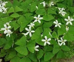 Cheap Oxalis Bulbs Wood Sorrel Shamrock Perennial Growing Bonsai Roots Rhizomes Corms Tubers Potted Planting Reblooming Fragrant Garden Species Blooms Flower Seeds Plant Gardening - Seedsplant